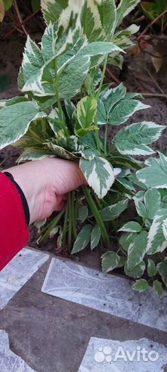 Сныть пестролистная декоративная