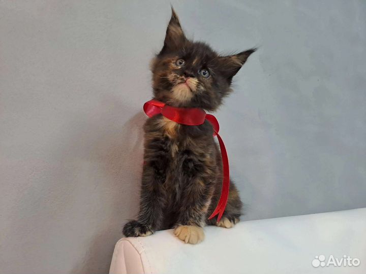 Котята мейн-кун