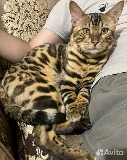 Бенгальский кот вязка