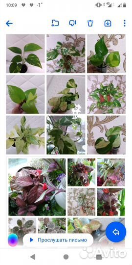 Цветы, комнатные растения