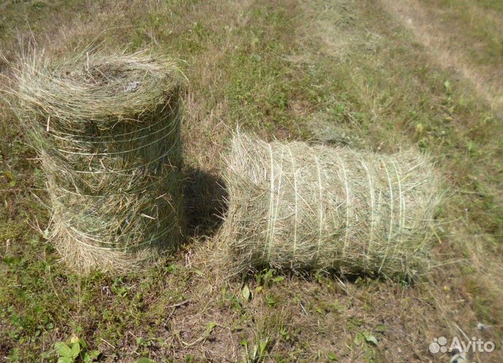 Сено люцерна в тюках