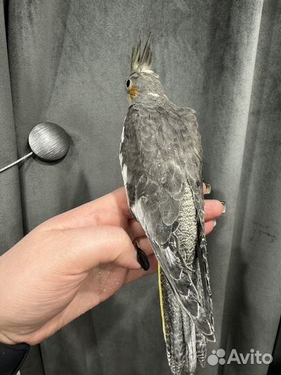 Попугай корелла