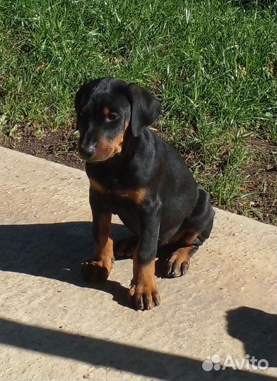 Щенки добермана