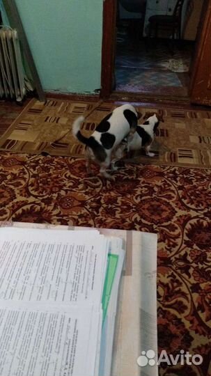 Джек Рассел терьер для вязки