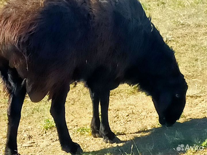 Баран на племя