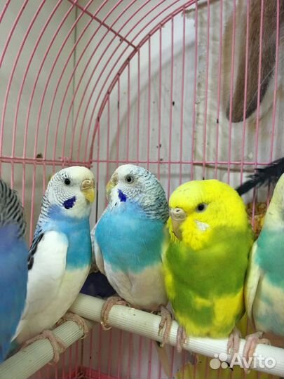 Волнистые попугайчики,кореллы,неразлучники