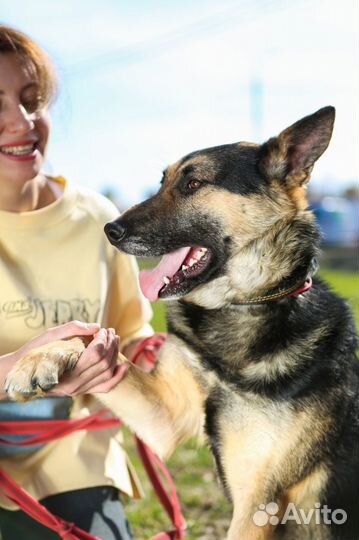 Восточноевропейская овчарка бесплатно Лукум
