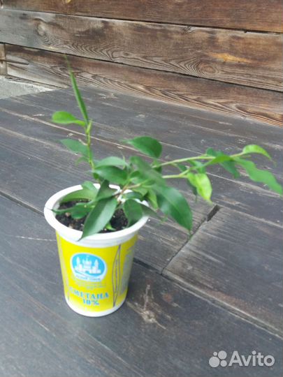 Фикус бенджамина