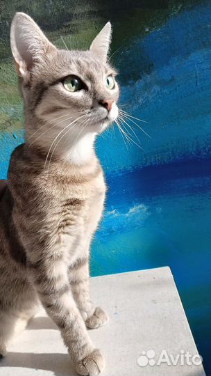 Дымка - домашняя и ласковая