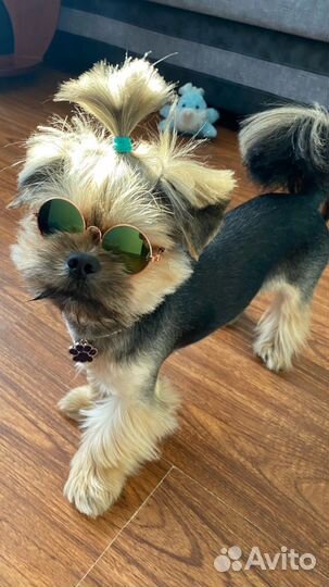 Йоркширский терьер мальчик вязка