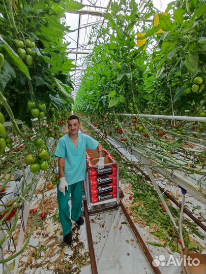 Требуются сборщики урожая в Краснодарском крае