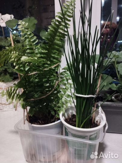 Цветы комнатные