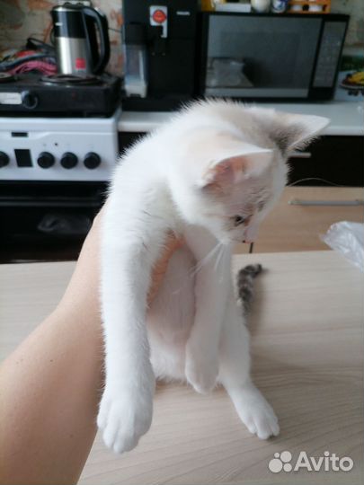 Кошечка Юлька