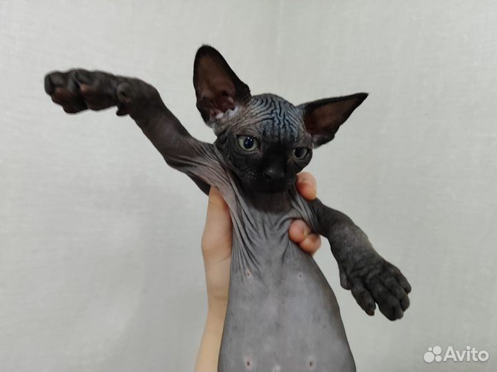 Канадский сфинкс