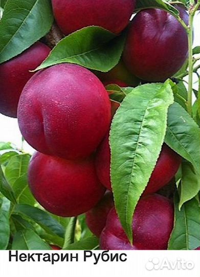 Персик кодоновидный