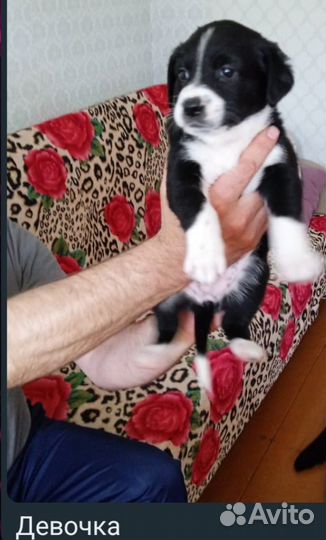 Щенки лабрадора