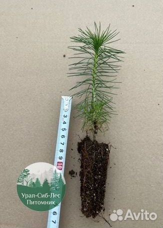 Зкс и окс Сосна Ель Лиственница сеянцы Голуб горн