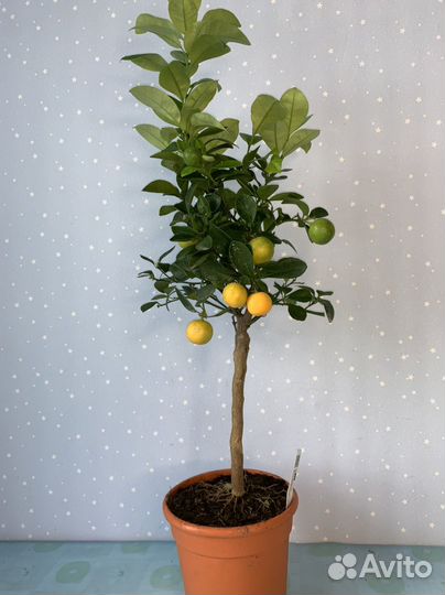 Мандариновое дерево с плодами 18/60см