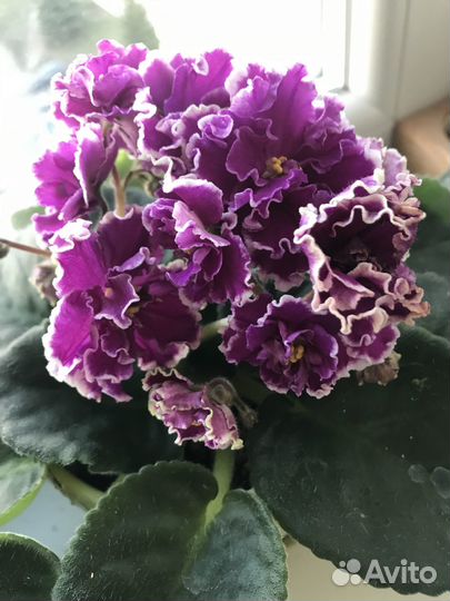 Цветы фиалки