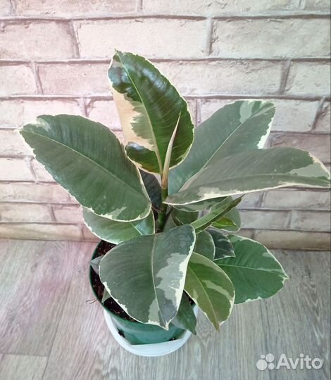 Фикус Tineke, Abidjan