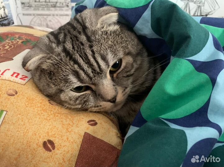 Шотландец (истинный ) Кот вязка