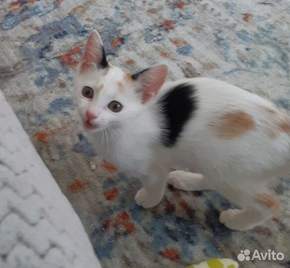 Котенок девочка в добрые руки