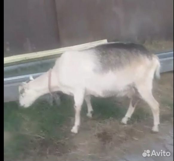 Дойные козы и козлята