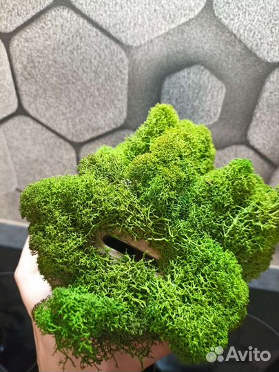 Копилка с мхом