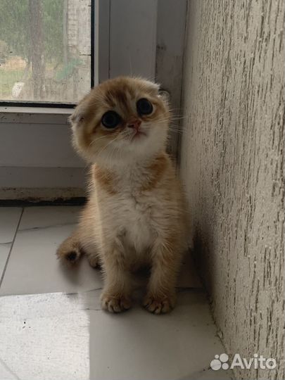 Продается котенок