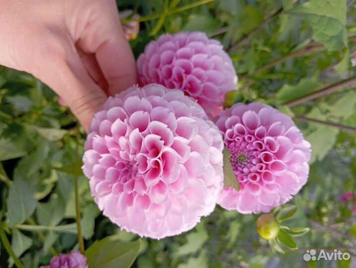 Георгины клубни