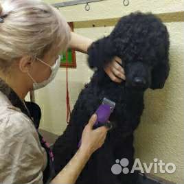 Грумер. Стрижка собак, экспресс линька, тримминг