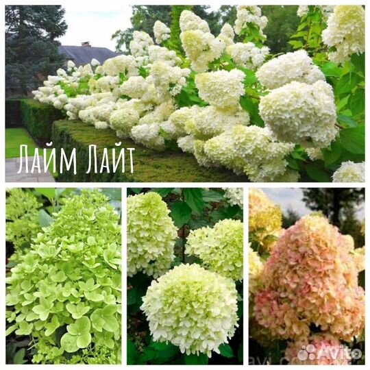 Самые красивые гортензии