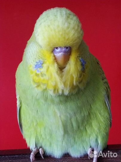 Продаются Чехи птенцы и взрослые