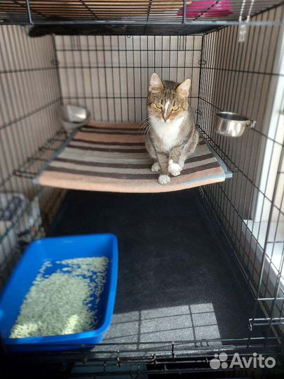 Скромная и непримечательная кошечка из приюта