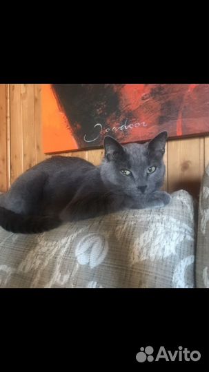 Передержка домашних животных