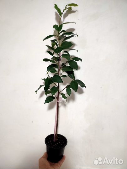 Фикус бенджамина