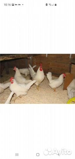Петушки легорн