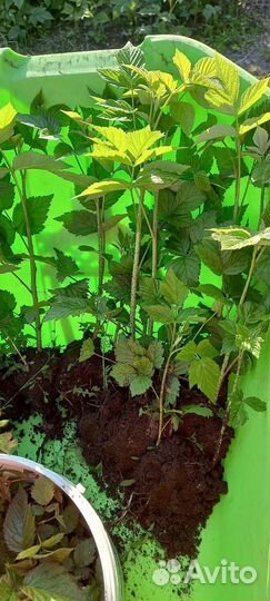 Саженцы ремонтантной малины