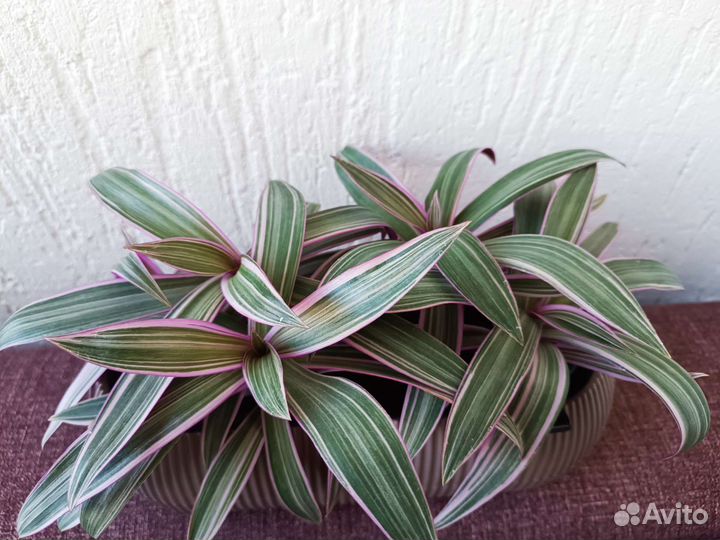 Рэо традесканция