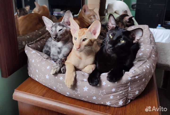 Рыжий котик 3 месяца