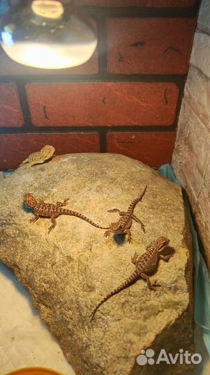 Бородатая агама, малыши