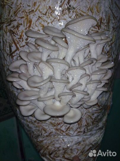 С 1 кг выходит 10 кг