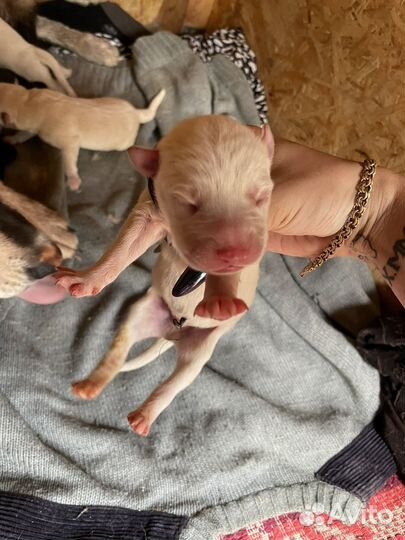 Щенки хаски помесь