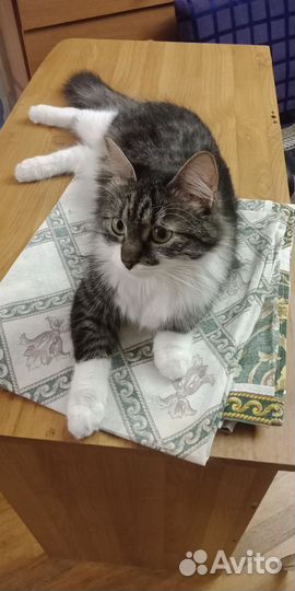 Кошка в добрые руки