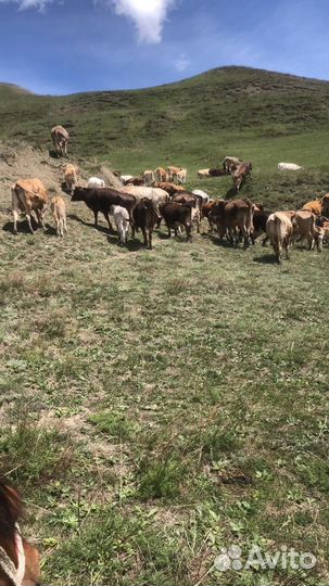 Продажа крс