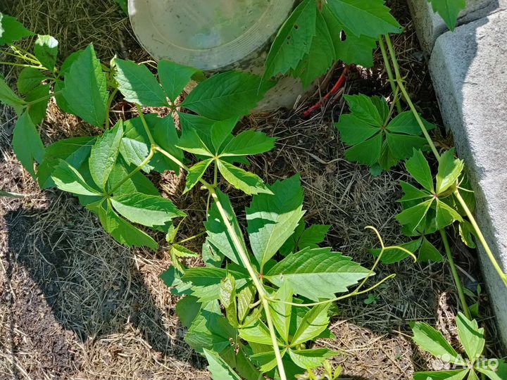 Саженцы девичий виноград