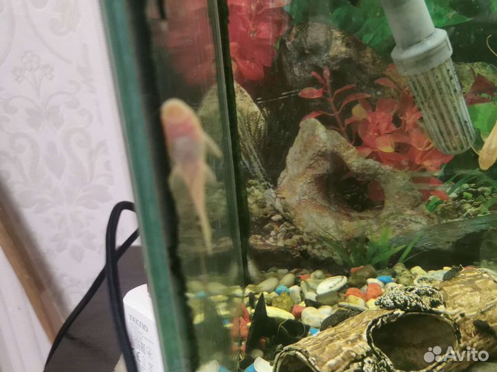 Аквариумные рыбки