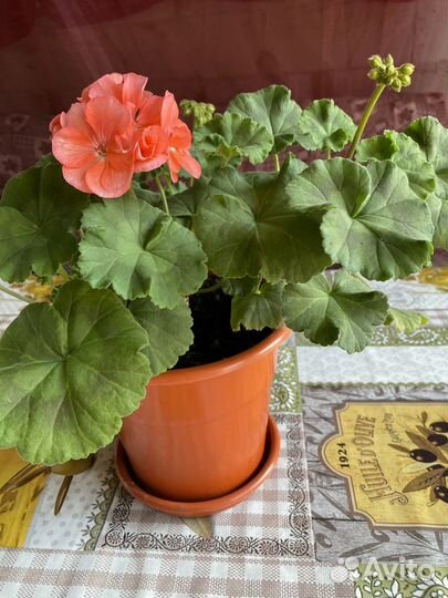 Пеларгония герань Коралловая