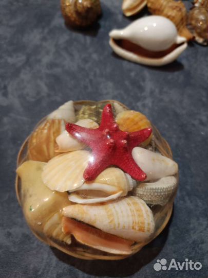 Морские ракушки раковины