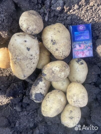 Картофель оптом